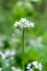 Flowering ramson, Allium ursinum. Blooming wild garlic plants in the woodland in spring