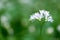 Flowering ramson, Allium ursinum. Blooming wild garlic plants in the woodland in spring