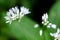 Flowering ramson, Allium ursinum. Blooming wild garlic plants in the woodland in spring