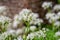 Flowering ramson wild leek or wild garlic, beautiful white flowers in nature, botanical outdoor background