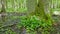 Flowering ramsons at springtime deciduous forest