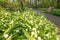 Flowering Ramsons or wild garlic plants.
