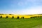 Flowering rape field and willows, canola fields framed by trees, beautiful landscape, blue sky