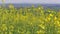 Flowering rapeseed canola field at spring day, bio fuel, oil