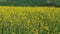 Flowering rapeseed canola and green fields at spring, bio