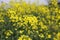 Flowering rapeseed field