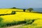 Flowering rapeseed field