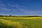 Flowering rapeseed field