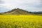 Flowering rapeseed field. Altai landscape