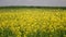 Flowering rapeseed field. Beautiful blooming.