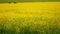 Flowering rapeseed field. Beautiful blooming.