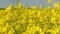 Flowering rapeseed field. Beautiful blooming.