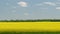 Flowering rapeseed field. Beautiful blooming. Panorama.