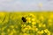 Flowering rapeseed in a field. Cultivation of breeding varieties of rapeseed