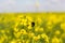 Flowering rapeseed in a field. Cultivation of breeding varieties of rapeseed