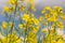 Flowering rapeseed in a field. Cultivation of breeding varieties of rapeseed