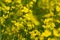 Flowering rapeseed in a field. Cultivation of breeding varieties of rapeseed