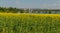 Flowering rapeseed field with Olesna water reservoir and Frydek-Mistek city on the background in Czech republic