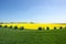 Flowering rapeseed field and willows, canola fields framed by trees