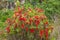Flowering red bottlebrush bush