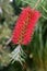 Flowering red bottlebrush Melaleuca citrina.