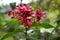 Flowering Red Cestrum Fasciculatum nightshade jessamine red cestrum Plant.