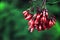 Flowering Red Cestrum Fasciculatum nightshade jessamine red cestrum Plant.