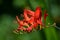 Flowering Red Crocosmia Flower Blossom Blooming