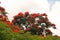 FLOWERING RED FLAMBOYANT TREE WITH WHITE CLOUD IN THE BACKGROUND