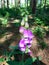 Flowering red foxglove on a sunny day in the forest