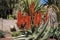 Flowering red hot poker aloe plant in garden