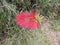 Flowering red Melaleuca, paperbarks, honey-myrtles or tea-tree, bottlebrush