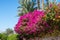 Flowering red and pink hibiscus bushes and palm trees