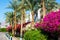 Flowering red and pink hibiscus bushes and palm trees