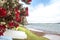 Flowering red Pohutukawa is known as the New Zealand Christmas t