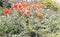 Flowering red spring poppies on the flowerbed near the house