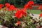 Flowering red zonal pelargoniums in flowerbed