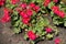 Flowering red zonal pelargoniums in July