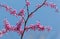 Flowering redbud tree