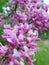 Flowering redbuds Cercis in May