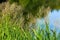 Flowering reed grass in detail