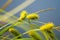 Flowering reed plants