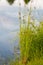 Flowering reed plants .