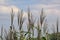 Flowering reed, selecive focus on bue bokeh background