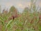 Flowering reed, seletcive focus on bokeh background