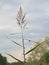 Flowering reed, seletcive focus on bokeh background