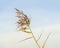 Flowering reeds against a blue sky