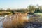 Flowering reeds on the marshy banks of a river