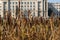 Flowering reeds at the pond in the Park on the background of city buildings