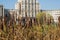 Flowering reeds at the pond in the Park on the background of city buildings